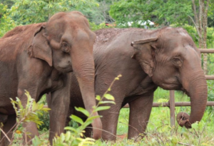 elephant